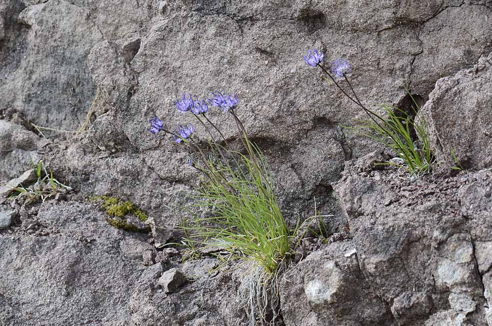 Phyteuma hemisphaericum / Raponzolo alpino